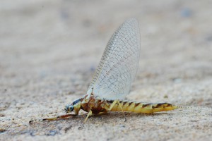 Florida Mayflies