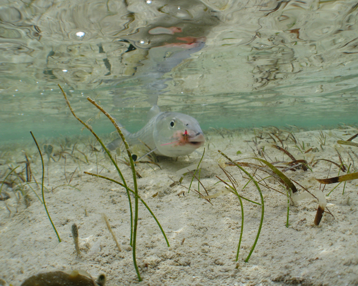 Shallow Water Bonefish