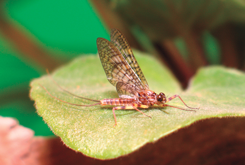 a march brown mayfly dun
