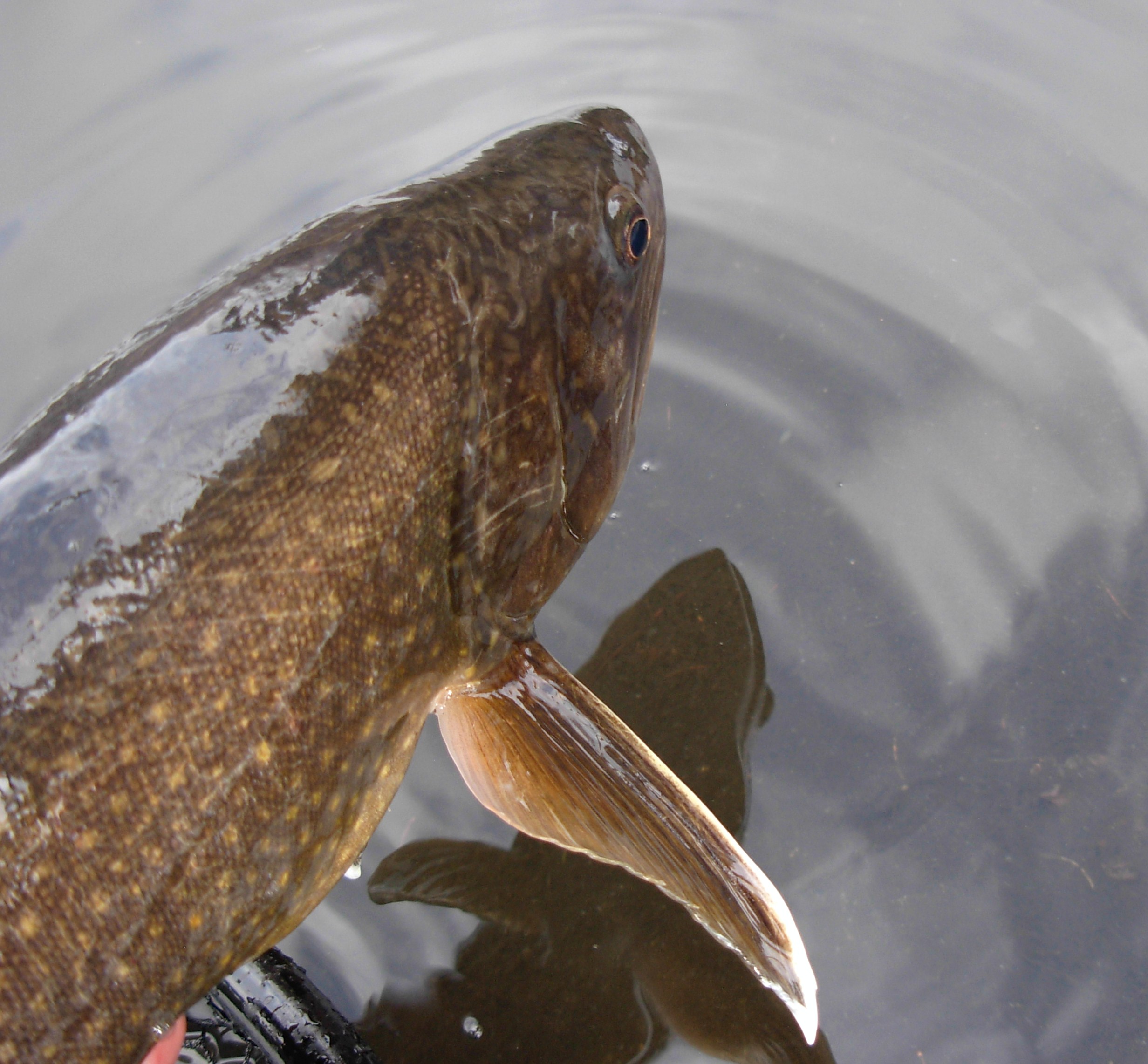 Fish Species; Can You Guess It Correctly? - Fly Fisherman