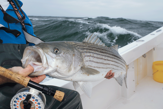 Big bait attracts big stripers, and longfin squid are among the most ...