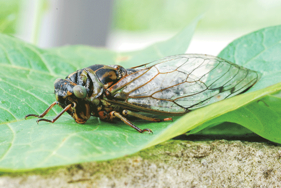 Massive Cicada Emergence Set for East Coast