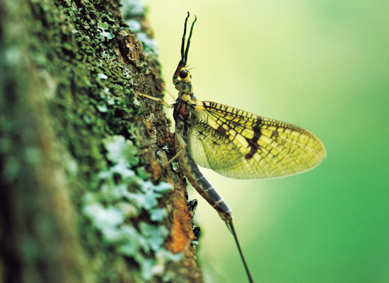 Mayflies for Fly Fishing