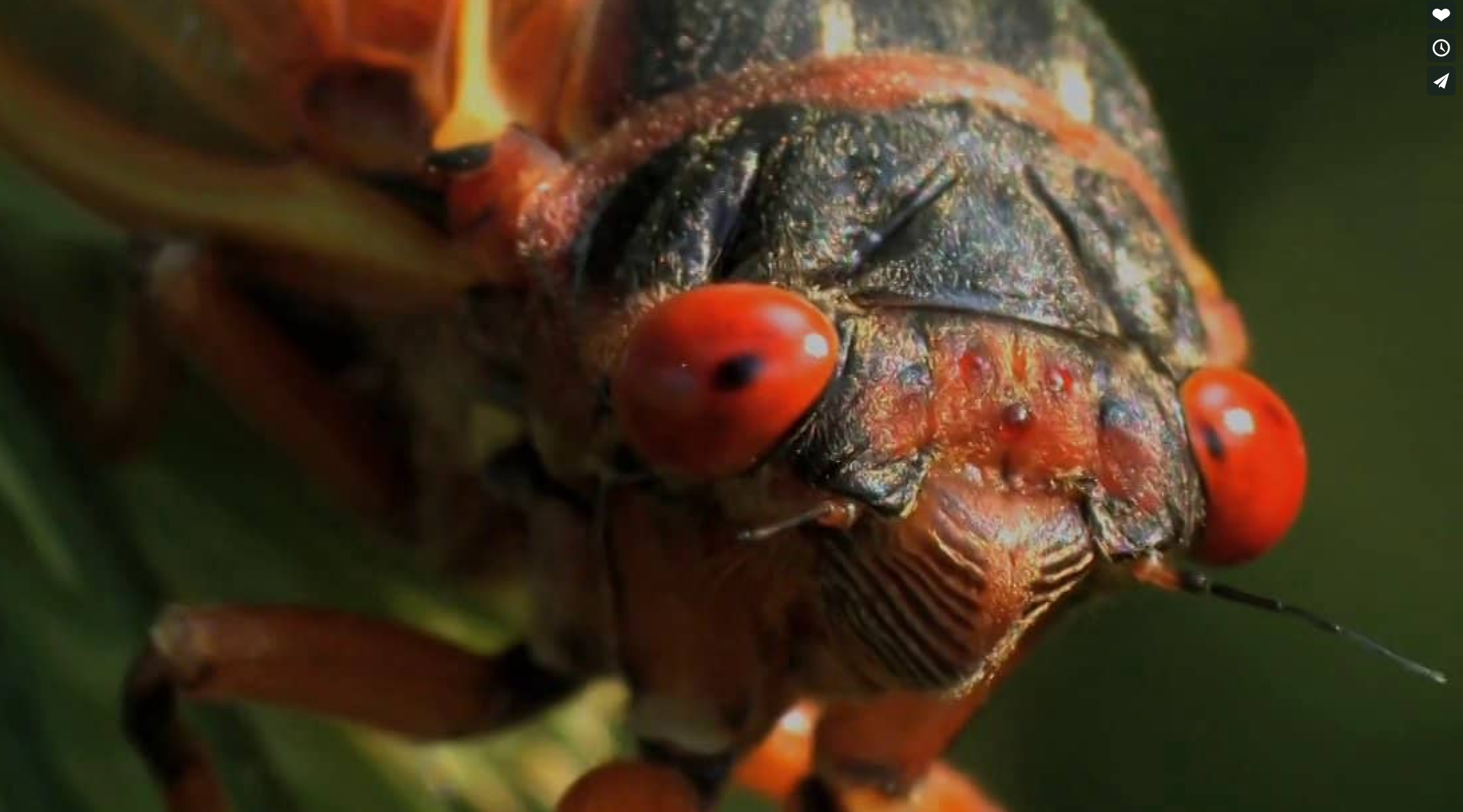 Bug Appetit: The 17-Year Cicada Presents Rare Opportunity for Anglers