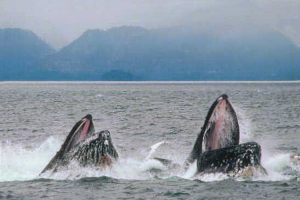 Whales Eat Salmon