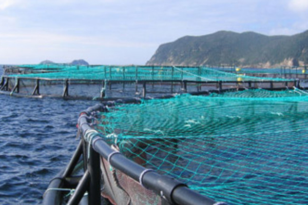 Cooke-aquaculture-Belleoram-NL-s-wide