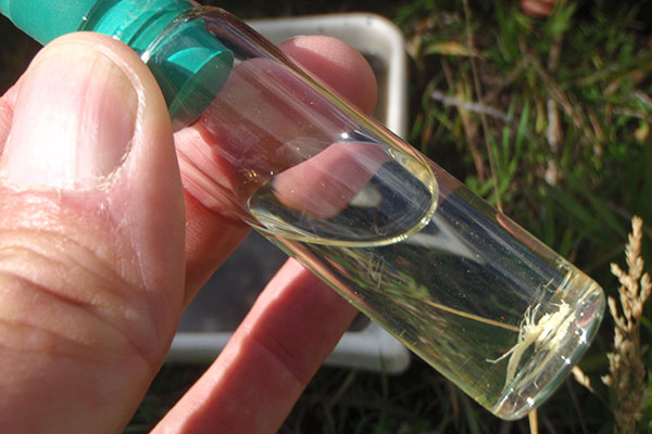 Researching Methane in Stoneflies