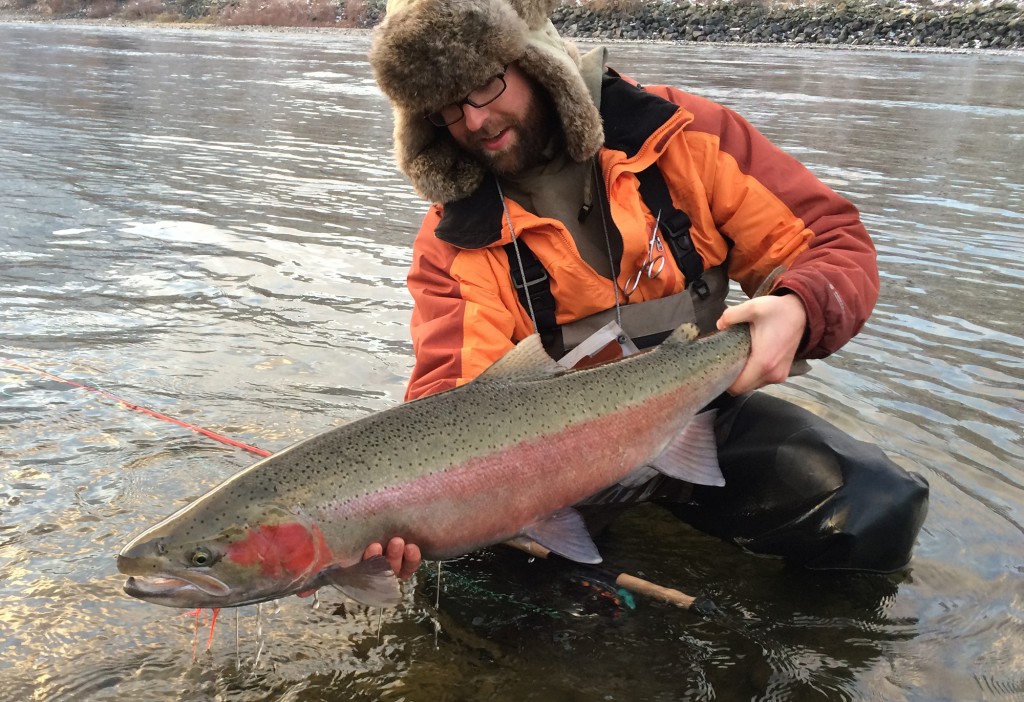 Thompson River steelhead are now officially considered endangered under Canada's Species At Risk Act (SARA). Russell Miller photo