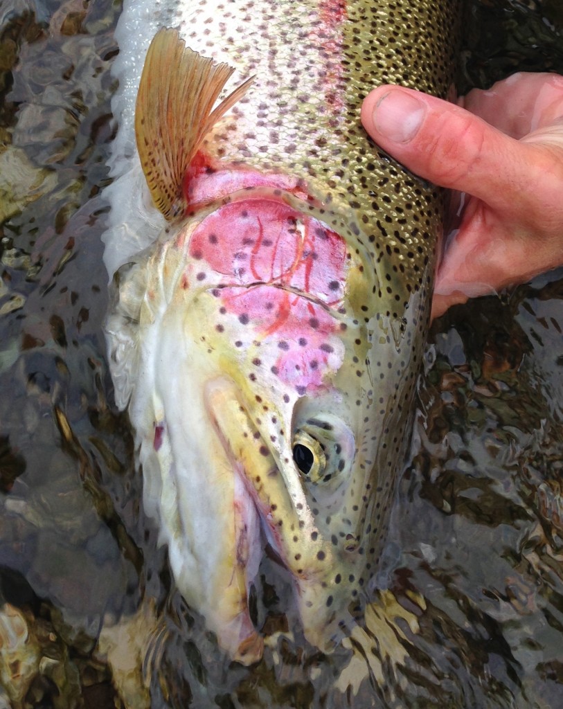 Rainbow trout and five species of Pacific salmon are threatened by the Proposed Pebble Mine in the Bristol Bay watershed.