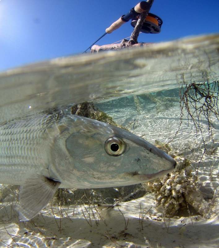 Bonefish Eyes - Check This Out
