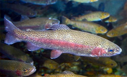 Rainbow Trout Don't Actually Exist