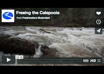 Calapooia Freedom From Dams
