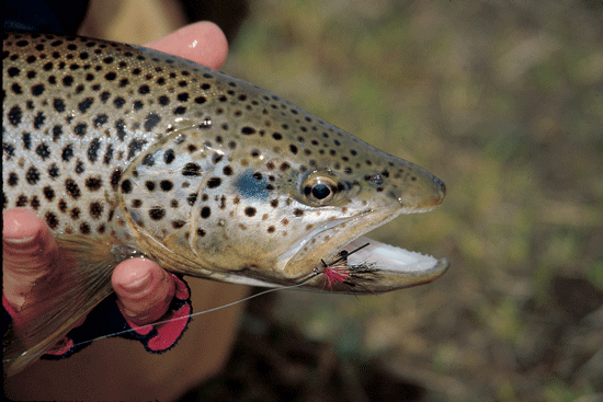 Western Spring Skwalas on the Bitterroot River - Fly Fisherman
