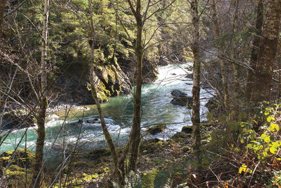 Oregon's Elk River: Strong and Wild Salmon and Steelhead