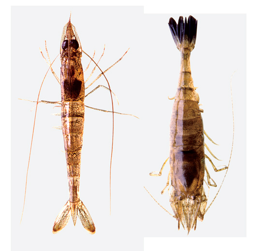 Fly Tying: Assassin Shrimp