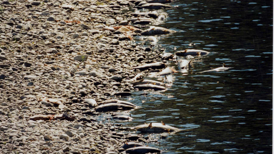 Klamath River Fish Kill is Looming: Repeat of 2002?