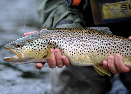 Allegheny Brown Trout