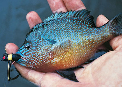 Mini Leech panfish lure Bluegill Crappie Perch 
