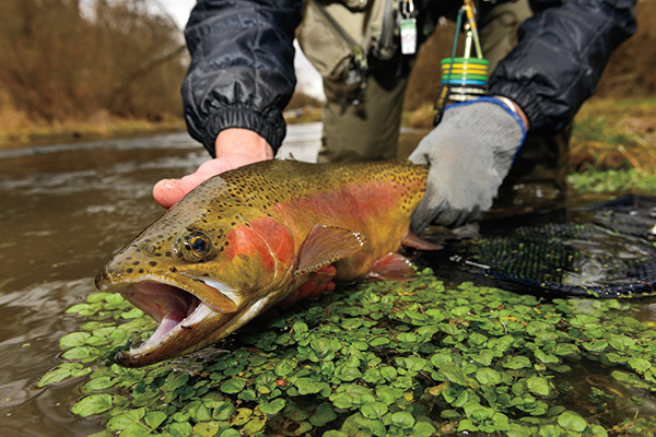 Food For Finicky Spring Creek Trout - Fly Fisherman