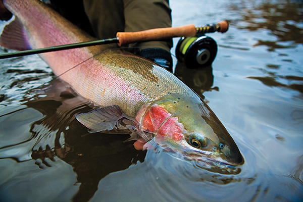 How To Catch Lethargic Salmon and Steelhead