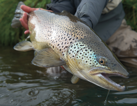 native brown trout Iceland