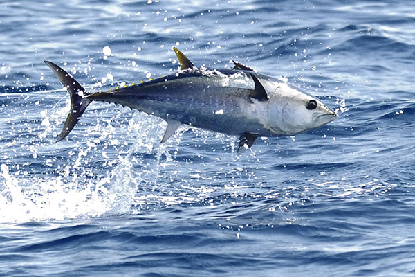 Decreasing Mercury Levels In Bluefin Tuna