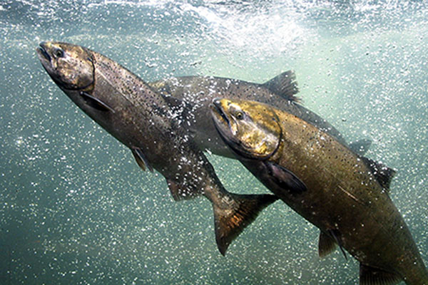 Hatchery Salmon and Steelhead Danger Considered
