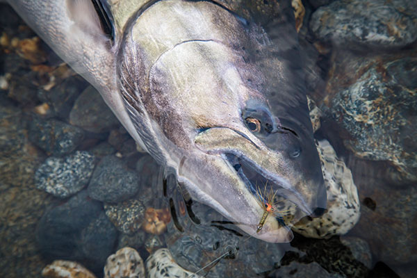 Targeting Chile's Chinook Salmon on a Fly