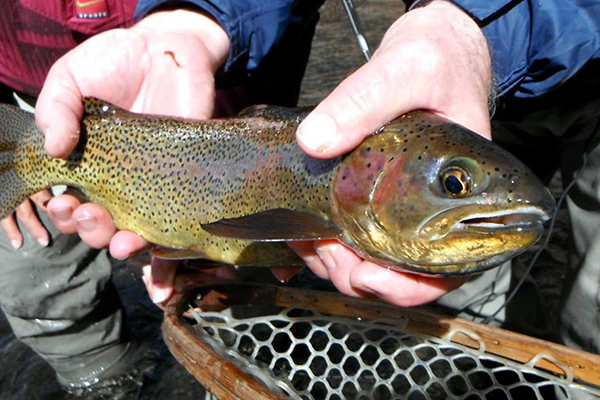 Tailwater Trout