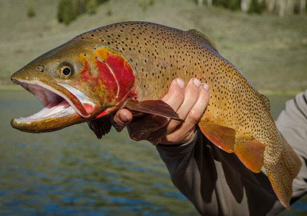 Yellowstone Cutthroat Trout Get New Help