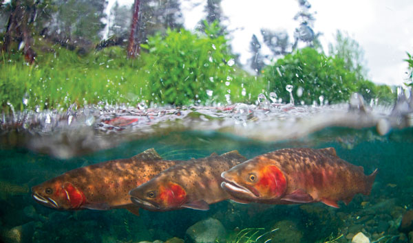 Why a Native Fish Coalition?
